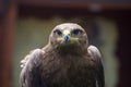 Steppe Eagle, Aquila nipalensis, detail of eagles head. Royalty Free Stock Photo