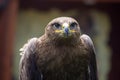 Steppe Eagle, Aquila nipalensis, detail of eagles head.