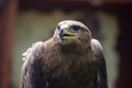 Steppe Eagle, Aquila nipalensis, detail of eagles head. Royalty Free Stock Photo