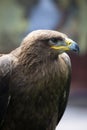 Steppe Eagle, Aquila nipalensis, detail of eagles head. Royalty Free Stock Photo