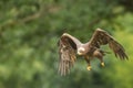 The steppe eagle Aquila nipalensis flying in front of green trees. A large steppe eagle flies with a green background Royalty Free Stock Photo