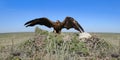 Steppe Eagle (Aquila nipalensis) is landing on the nest with two chicks Royalty Free Stock Photo