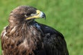 Steppe eagle,  aquila nipalensis, closeup Royalty Free Stock Photo
