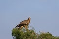 Steppe eagle or Aquila nipalensis perched on tree at jorbeer conservation reserve bikaner rajasthan india Royalty Free Stock Photo