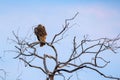 Steppe eagle or Aquila nipalensis perches on dry tree Royalty Free Stock Photo