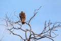 Steppe eagle or Aquila nipalensis perches on dry tree Royalty Free Stock Photo