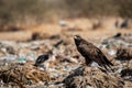 Steppe eagle or Aquila nipalensis portrait or close-up during winter migration at jorbeer conservation reserve or dumping yard Royalty Free Stock Photo