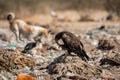 Steppe eagle or Aquila nipalensis portrait or close-up during winter migration at jorbeer conservation reserve or dumping yard Royalty Free Stock Photo