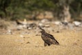 Steppe eagle or Aquila nipalensis portrait or closeup on ground in an open field during winter migration at jorbeer conservation Royalty Free Stock Photo