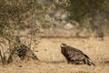 Steppe eagle or Aquila nipalensis portrait or closeup on ground in an open field during winter migration at jorbeer conservation Royalty Free Stock Photo