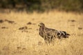 Steppe eagle or Aquila nipalensis portrait or closeup on ground in an open field during winter migration at jorbeer conservation Royalty Free Stock Photo