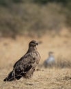 Steppe eagle or Aquila nipalensis portrait or closeup on ground in an open field during winter migration at jorbeer conservation Royalty Free Stock Photo