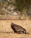 Steppe eagle or Aquila nipalensis portrait or closeup on ground in an open field during winter migration at jorbeer conservation Royalty Free Stock Photo