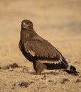 Steppe eagle or Aquila nipalensis portrait or closeup at jorbeer conservation reserve or dumping yard bikaner rajasthan India Royalty Free Stock Photo