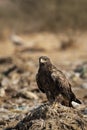 Steppe eagle or Aquila nipalensis portrait or closeup during winter migration at jorbeer conservation reserve or dumping yard Royalty Free Stock Photo