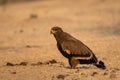 Steppe eagle or Aquila nipalensis portrait at jorbeer conservation reserve, bikaner Royalty Free Stock Photo