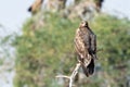 Steppe eagle or Aquila nipalensis portrait at jorbeer conservation reserve, bikaner Royalty Free Stock Photo