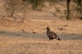 Steppe eagle or Aquila nipalensis portrait  during winter migration at jorbeer conservation reserve, bikaner, rajasthan, India Royalty Free Stock Photo