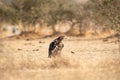 Steppe eagle or Aquila nipalensis portrait  during winter migration at jorbeer conservation reserve, bikaner, rajasthan, India Royalty Free Stock Photo