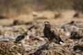 Steppe eagle or Aquila nipalensis portrait a winter migrator bird perched high on animal carcass dumping area or site of Jorbeer Royalty Free Stock Photo