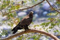 Steppe eagle, Aquila nipalensis. Saswad, Maharashtra, India