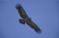 Steppe eagle, Aquila nipalensis,