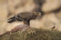 Steppe eagle, Aquila nipalensis,