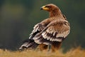 Steppe Eagle, Aquila nipalensis, sitting in the grass on meadow, forest in background, Norway Royalty Free Stock Photo