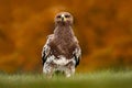 Steppe Eagle, Aquila nipalensis, sitting in the grass on meadow, orange autumn forest in background, Russia. Wildlife scene from n Royalty Free Stock Photo