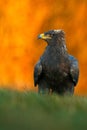 Steppe Eagle, Aquila nipalensis, sitting in the grass on meadow, orange autumn forest in background, Sweden Royalty Free Stock Photo