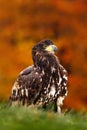 Steppe Eagle, Aquila nipalensis, sitting in the grass on meadow, orange autumn forest in background, Sweden. Wildlife scene from