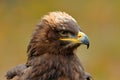 Steppe Eagle, Aquila nipalensis, sitting on the meadow, forest in background. Wildlife scene from nature. Detail portrait of eagle