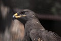 Steppe eagle (Aquila nipalensis). Royalty Free Stock Photo