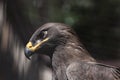 Steppe eagle (Aquila nipalensis). Royalty Free Stock Photo