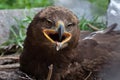 Steppe eagle Aquila nipalensis Royalty Free Stock Photo