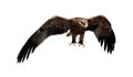 Steppe eagle. (Aquila rapax) Royalty Free Stock Photo