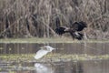 Steppe eagle attacking on pond heron