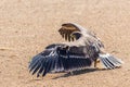 Steppe Eagle bird on a ground Royalty Free Stock Photo