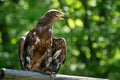The steppe eagle is a bird of prey. Royalty Free Stock Photo