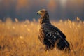 Steppe Eagle