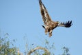 The Steppe Eagle is a bird of prey Taking off Royalty Free Stock Photo