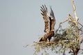 The Steppe Eagle is a bird of prey Taking off bikaner Royalty Free Stock Photo