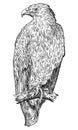 Steppe Eagle Bird. Vector Drawing or Illustration