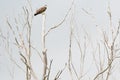 Steppe eagle in the branches of a dead tree. Dry branches against the cloudy grey sky Royalty Free Stock Photo