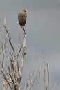 Steppe eagle in the branches of a dead tree. The greatness of a predator. Bird of prey in the wild Royalty Free Stock Photo