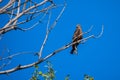 Steppe eagle on the branches of a dry tree. Bird of prey in the wild. Royalty Free Stock Photo