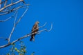 Steppe eagle on the branches of a dry tree. Bird of prey in the wild. Royalty Free Stock Photo