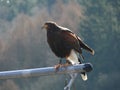 Steppe Eagle Royalty Free Stock Photo