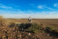 Steppe Eagle chick (Aquila nipalensis) standing in a nest at evening light Royalty Free Stock Photo