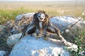 A Steppe Eagle Chick Aquila Nipalensis Stands On A Stone, Wings Spread.